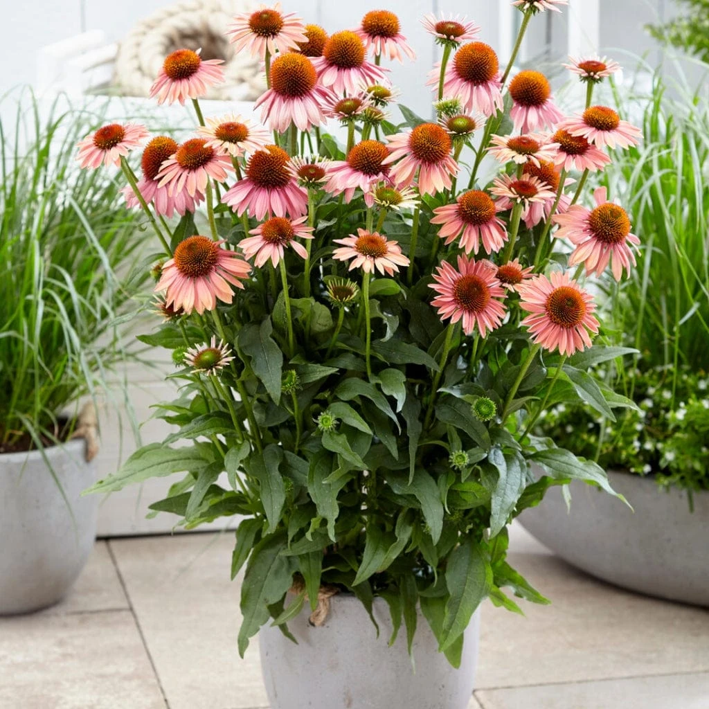 Echinacea 'Mooodz Satisfy' 4 Echinacea 'Mooodz Satisfy' - Image 2