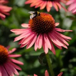 Echinacea 'Mooodz Satisfy' 7 Echinacea 'Mooodz Satisfy' -Soft Fruit Paradise PB1160 3 0960d028 41ac 4daf 9e20 30ed2f1a791f