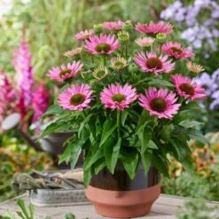 Ultimate Echinacea Collection -Soft Fruit Paradise PB1167 2 2072d772 a82e 423b bf30 bb25d9e861f8