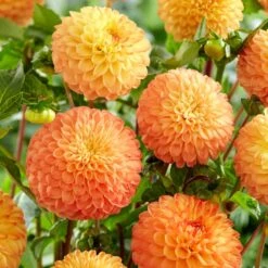 Dahlia 'Souvenir D'Ete'