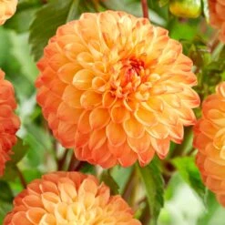 Dahlia 'Souvenir D'Ete' 7 Dahlia 'Souvenir D'Ete' -Soft Fruit Paradise PB1972 2