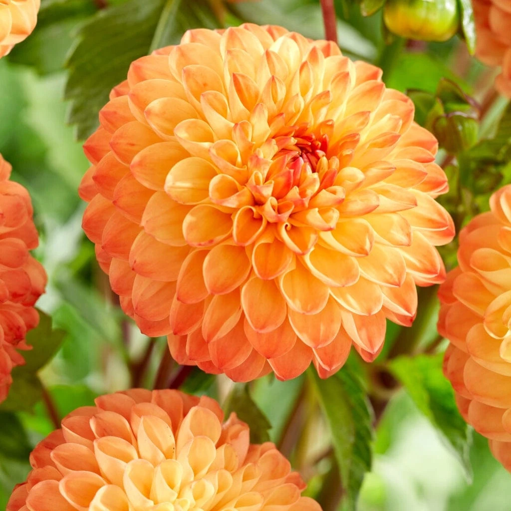 Dahlia 'Souvenir D'Ete' 5 Dahlia 'Souvenir D'Ete' - Image 3