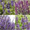 Spectacular Salvia Collection 2 Spectacular Salvia Collection -Soft Fruit Paradise PBCOL10 1
