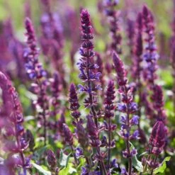 Spectacular Salvia Collection 10 Spectacular Salvia Collection -Soft Fruit Paradise PBCOL10 3