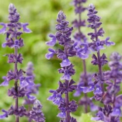 Spectacular Salvia Collection 12 Spectacular Salvia Collection -Soft Fruit Paradise PBCOL10 5