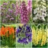 Best Tall Flowers | Perennials For Colour And Height 1 Best Tall Flowers | Perennials For Colour And Height -Soft Fruit Paradise PBCOL49 1