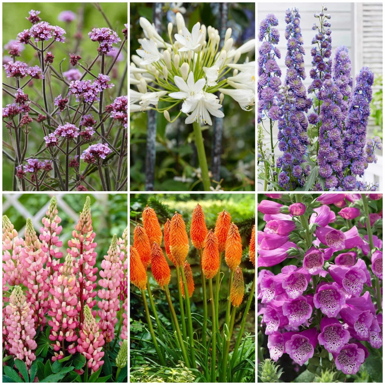 Top Tall Perennials | Plants For Height And Structure 3 Top Tall Perennials | Plants For Height And Structure