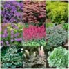 Best Ground Cover Plants | A Carpet Of Flowers 2 Best Ground Cover Plants | A Carpet Of Flowers -Soft Fruit Paradise PBCOL51 1