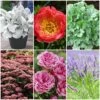 Sensory Garden Plants | Tactile, Bright & Fragrant 2 Sensory Garden Plants | Tactile, Bright & Fragrant -Soft Fruit Paradise PBCOL55 1