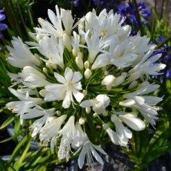 Stately Agapanthus Collection 12 Stately Agapanthus Collection -Soft Fruit Paradise PBO442 1 22713639 7afc 4ce6 b147 454abe74de37