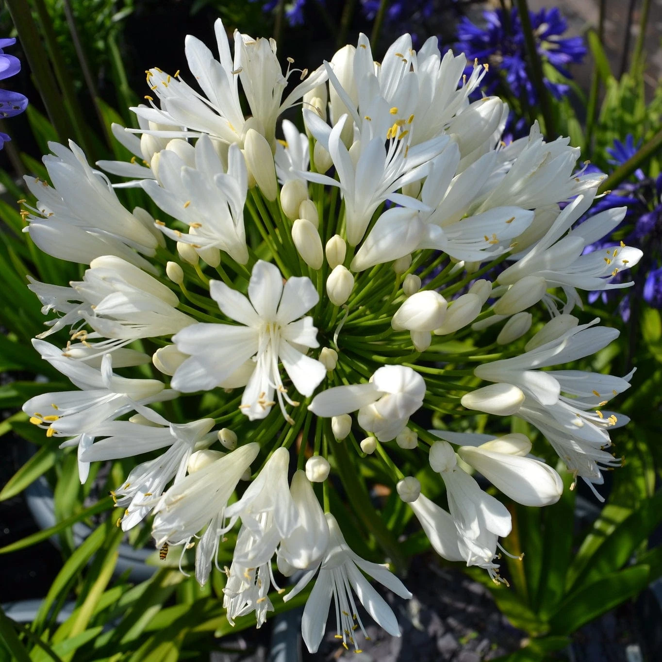 Stately Agapanthus Collection 7 Stately Agapanthus Collection - Image 5