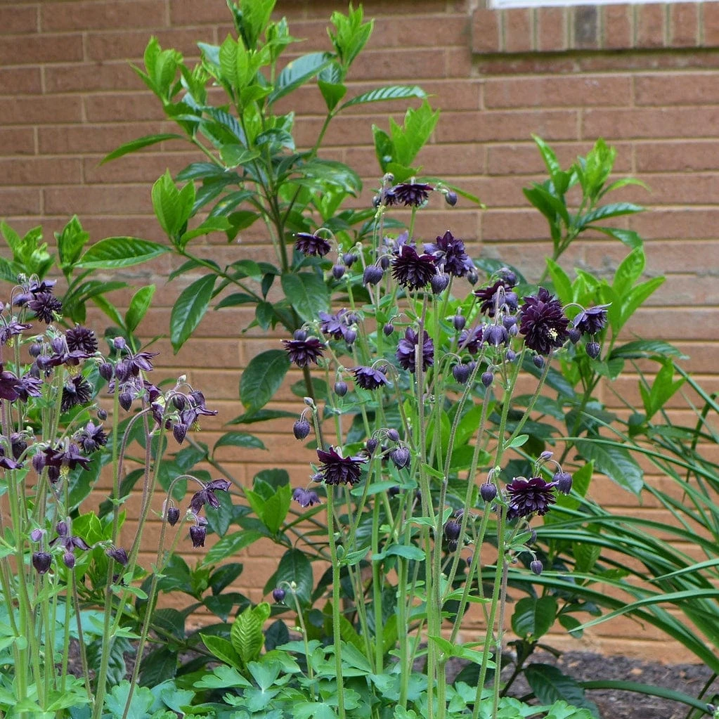 Aquilegia 'Black Barlow' 5 Aquilegia 'Black Barlow' - Image 3