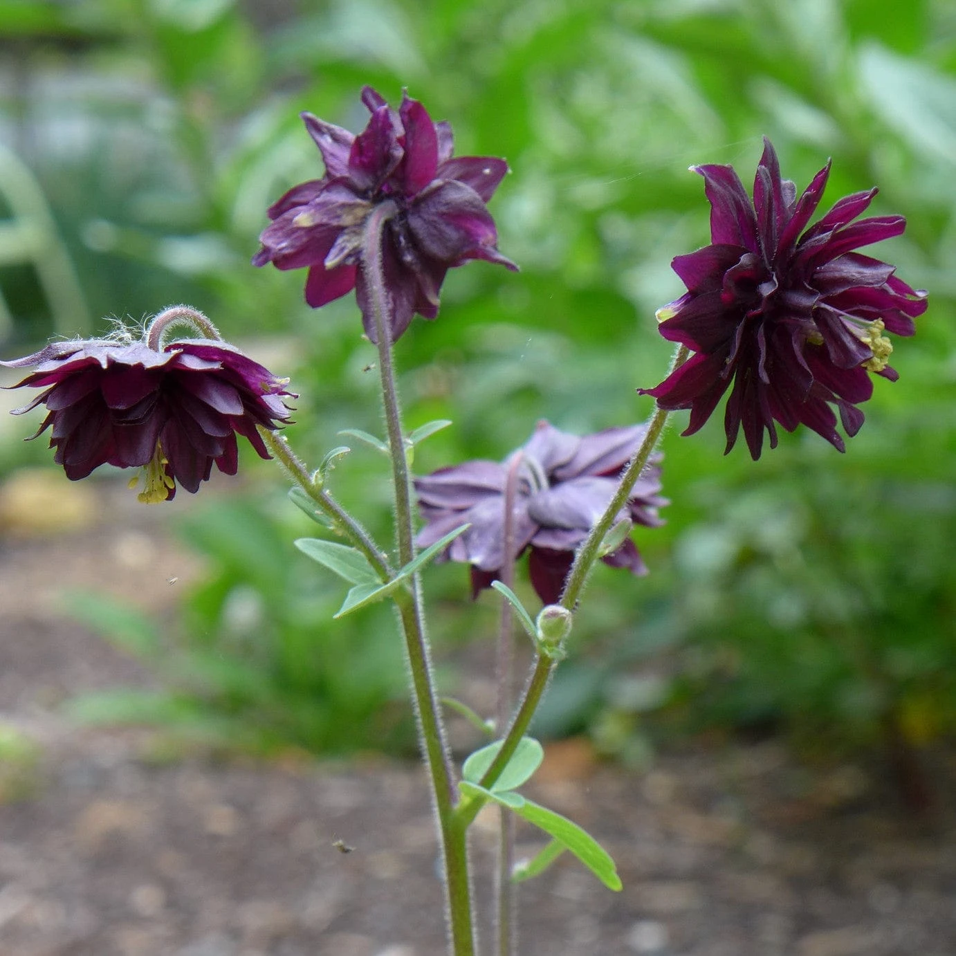 Aquilegia 'Black Barlow' 7 Aquilegia 'Black Barlow' - Image 5