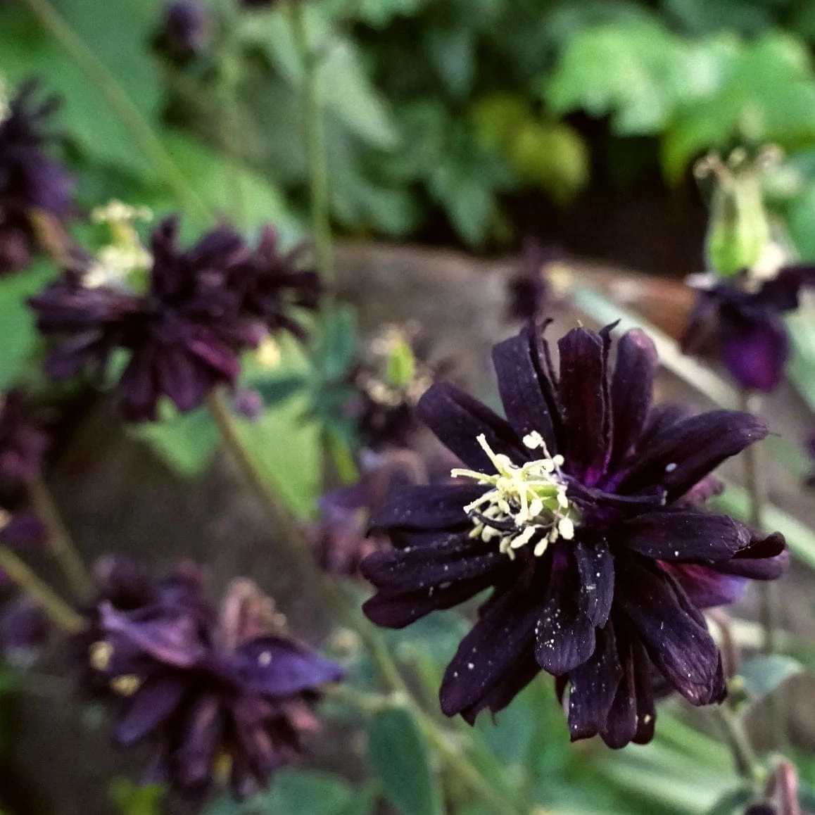 Aquilegia 'Black Barlow' 8 Aquilegia 'Black Barlow' - Image 6