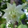 Aquilegia 'Green Apples'