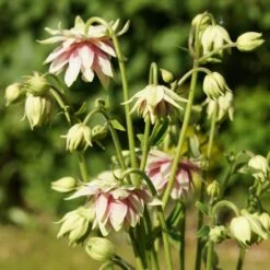 Aquilegia 'Nora Barlow' 9 Aquilegia 'Nora Barlow' -Soft Fruit Paradise PBO459 4