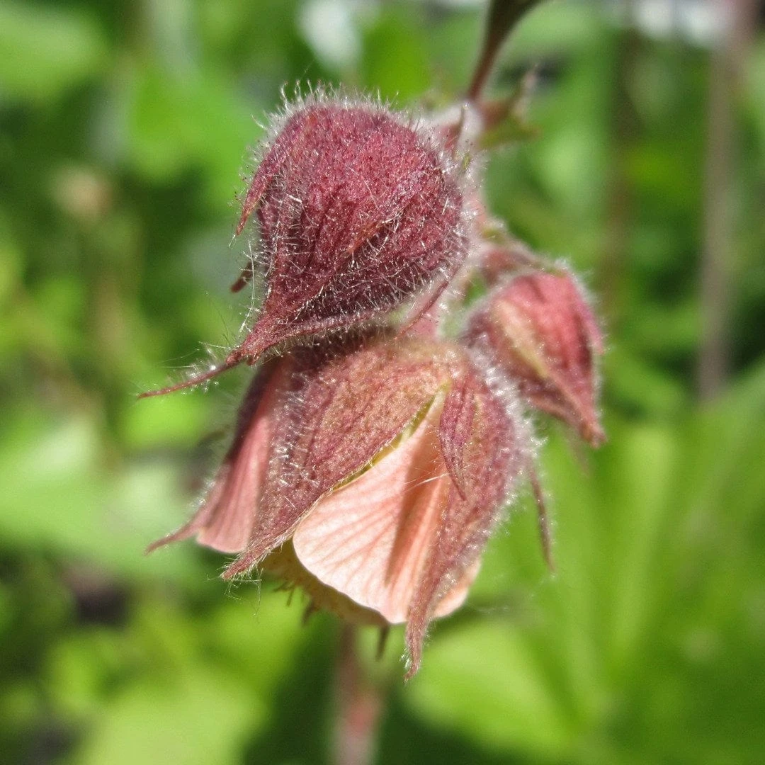 Geum Rivale | Water Avens 3 Geum Rivale | Water Avens