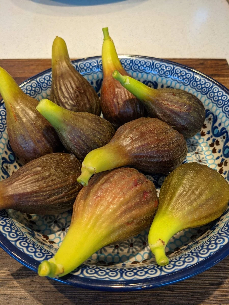 The 3 Best Fruit Trees For Small Gardens | Apple, Cherry & Fig 7 The 3 Best Fruit Trees For Small Gardens | Apple, Cherry & Fig - Image 5