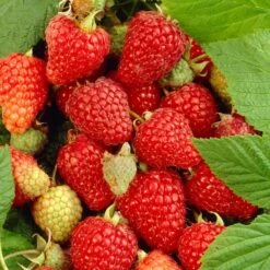Soft Fruit Paradise 14 'Paris' Raspberry Bush