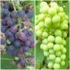 Patio Grape Vines Collection 2 Patio Grape Vines Collection -Soft Fruit Paradise PatioGrapes 3222fc9c ded9 4648 9149 dc0a277ae002