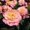 'Perfect Harmony' Hybrid Tea Rose 2 'Perfect Harmony' Hybrid Tea Rose -Soft Fruit Paradise Perfect Harmony 1