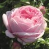 'Pink Martini' Hybrid Tea Rose -Soft Fruit Paradise Pink Martini