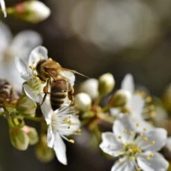 Old Greengage Plum Tree 12 Old Greengage Plum Tree -Soft Fruit Paradise Plum add2 20e2f1cc 4807 4ae4 9263 5f17817a7deb