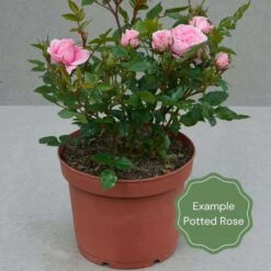 'Sexy Rexy' Floribunda Rose 9 'Sexy Rexy' Floribunda Rose -Soft Fruit Paradise Potted rose example 426a540c 5986 42e1 834a 38bc9bb93c3b