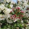 'Professor Sprenger' Crabapple Tree 2 'Professor Sprenger' Crabapple Tree -Soft Fruit Paradise Professor 1