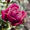 'Pure Poetry' Hybrid Tea Rose -Soft Fruit Paradise Pure Poetry