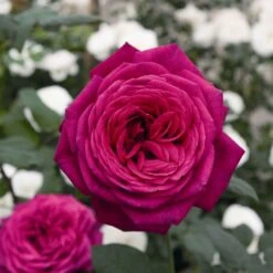 'Pure Poetry' Hybrid Tea Rose 7 'Pure Poetry' Hybrid Tea Rose -Soft Fruit Paradise Pure Poetry 1