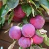'Purple Haze' Columnar Patio Apple Tree 2 'Purple Haze' Columnar Patio Apple Tree -Soft Fruit Paradise PurpleHaze 1