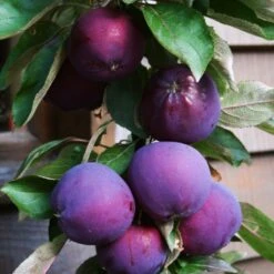 'Purple Haze' Columnar Patio Apple Tree -Soft Fruit Paradise PurpleHaze 3