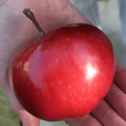 'Purple Haze' Columnar Patio Apple Tree -Soft Fruit Paradise PurpleHaze 6