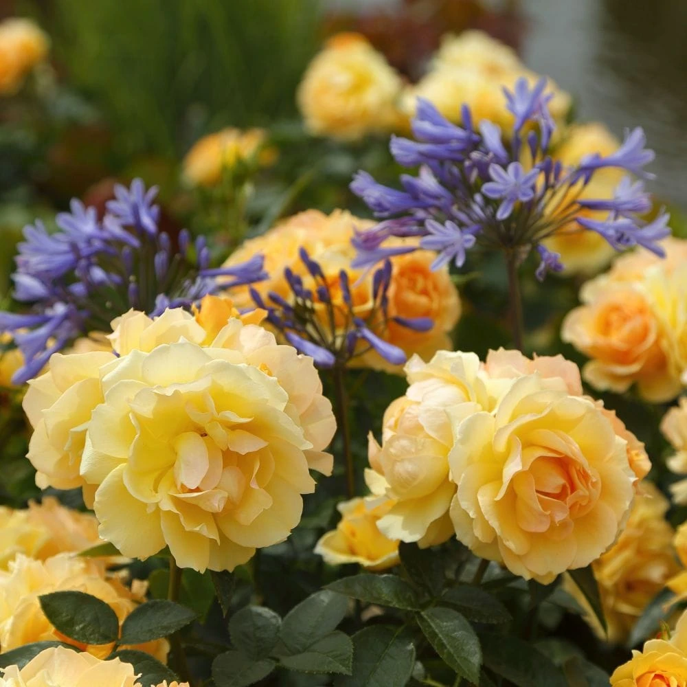 'Queen Bee' Floribunda Rose 4 'Queen Bee' Floribunda Rose - Image 2