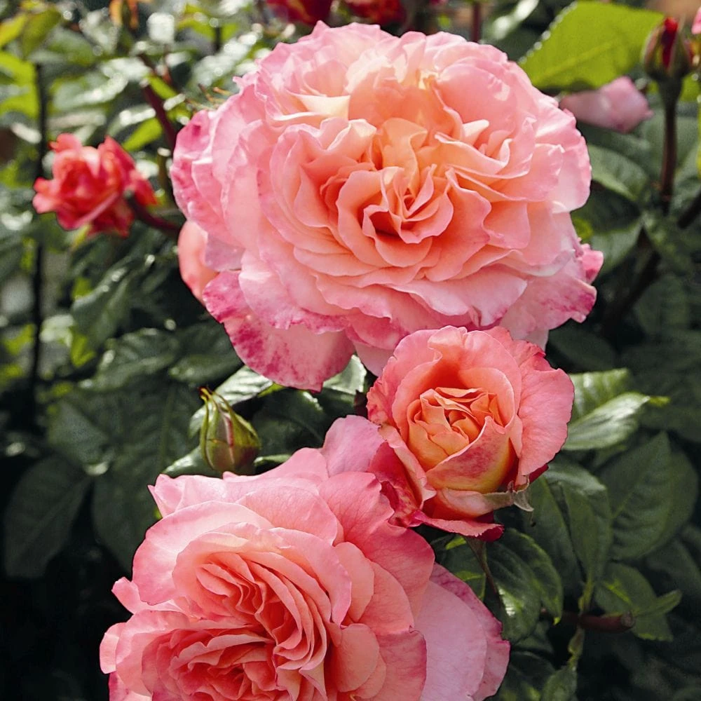 'Rachel' Hybrid Tea Rose 4 'Rachel' Hybrid Tea Rose - Image 2