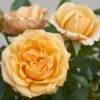 'Parade Radmila' Patio Shrub Rose 2 'Parade Radmila' Patio Shrub Rose -Soft Fruit Paradise Radmila Parade Poulpar124 N