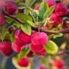 'Red Sentinel' Crabapple Tree -Soft Fruit Paradise RedSentinel 1