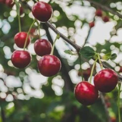 Cross-Pollinating Cherry Collection | Kordia, Merchant & Regina 13 Cross-Pollinating Cherry Collection | Kordia, Merchant & Regina -Soft Fruit Paradise Regina 2 69e12596 1ef8 469e b284 d98dde382b2c