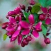 Royalty Crabapple Tree 1 Royalty Crabapple Tree -Soft Fruit Paradise Royalty 1