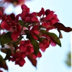 Royalty Crabapple Tree 8 Royalty Crabapple Tree -Soft Fruit Paradise Royalty 3