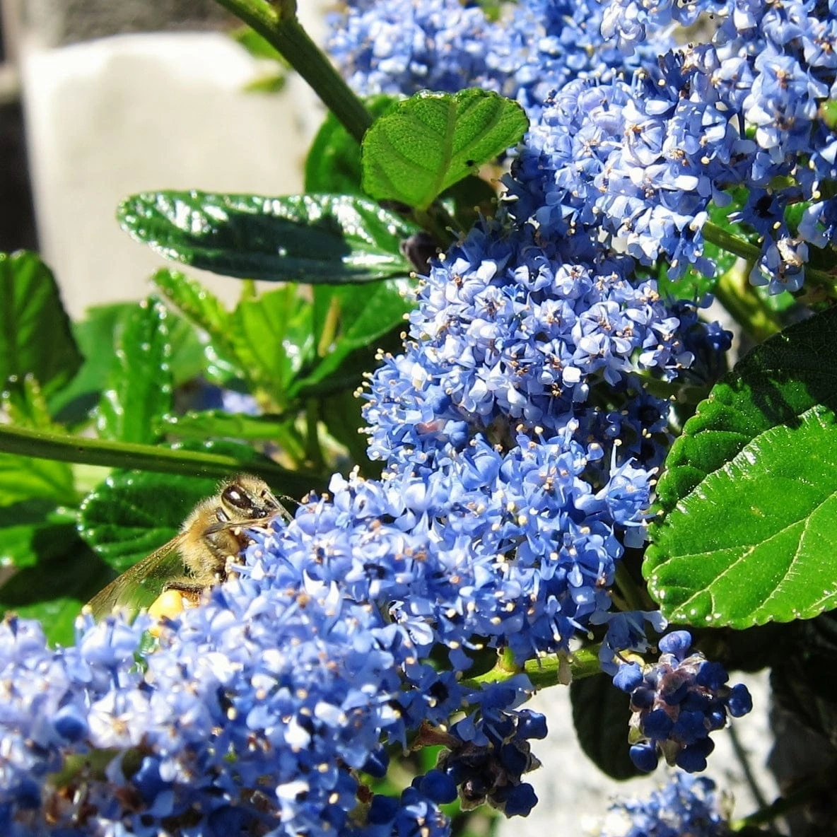 Ceanothus 'Southmead' 4 Ceanothus 'Southmead' - Image 2