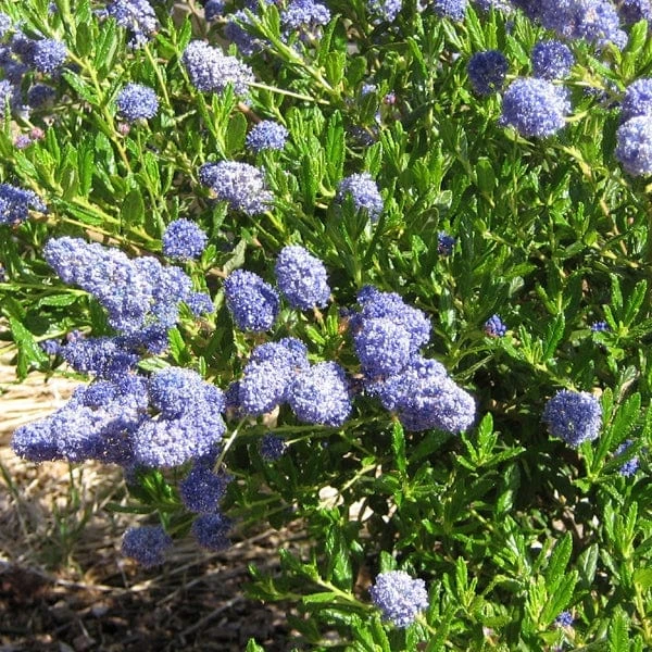 Ceanothus 'Southmead' 7 Ceanothus 'Southmead' - Image 5