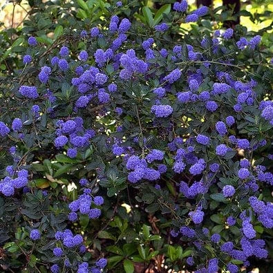 Best Evergreen Shrubs 4 Best Evergreen Shrubs - Image 2
