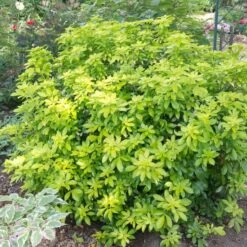 Best Shrubs For Borders 12 Best Shrubs For Borders -Soft Fruit Paradise SHR0015 2 c07024a9 fbf3 4ac2 96eb 743e2a689be9