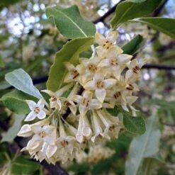 Best Small Evergreen Shrubs -Soft Fruit Paradise SHR0031 1 563912e4 afe6 45ad ace2 809656f9993f