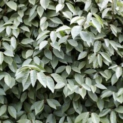 Best Flowering Evergreen Shrubs 8 Best Flowering Evergreen Shrubs -Soft Fruit Paradise SHR0031 4 b593e192 c8d2 42f0 b956 7ce0bb5bd358