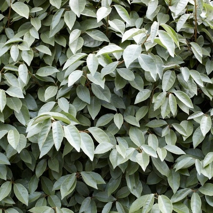 Best Flowering Evergreen Shrubs 5 Best Flowering Evergreen Shrubs - Image 3