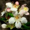 Escallonia 'Apple Blossom'