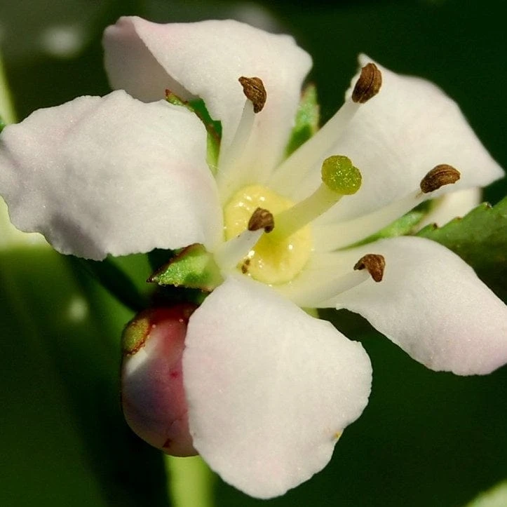 Escallonia 'Apple Blossom' 5 Escallonia 'Apple Blossom' - Image 3